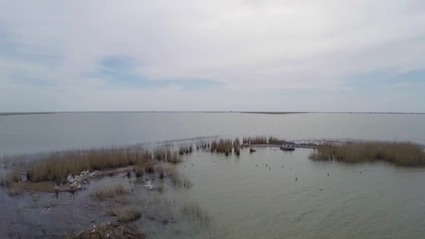 Île accueillant des colonies de pélicans dalmates, vue aérienne 