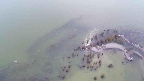 Isla que alberga colonias de pelícanos dálmatas, vista aérea — Vídeo de stock