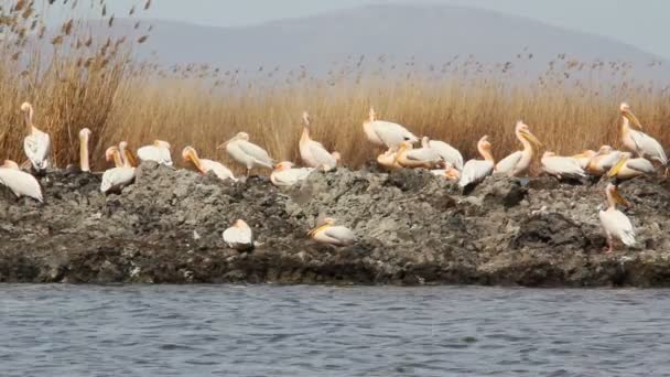 Białe pelikany — Wideo stockowe