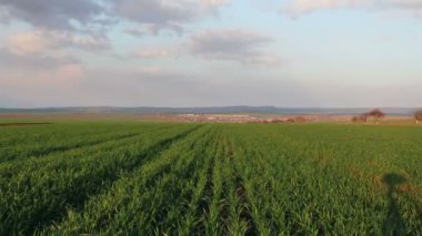 Yeşil Alan Manzarası