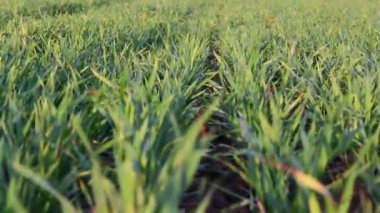 Yeşil Alan Manzarası