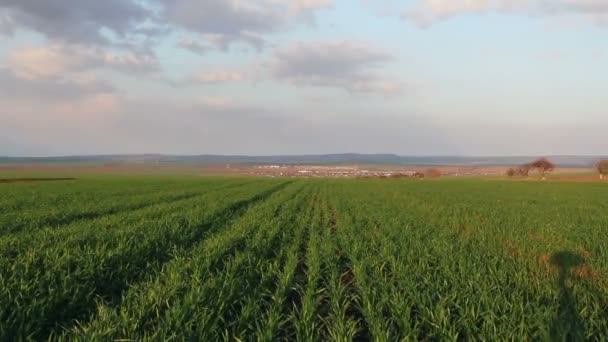 Paysage de champ vert