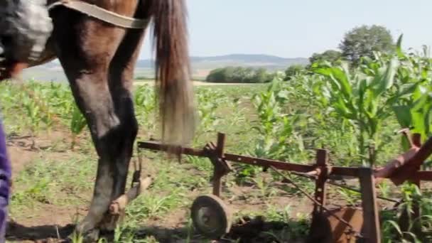 Koń ciągnący pług stary — Wideo stockowe