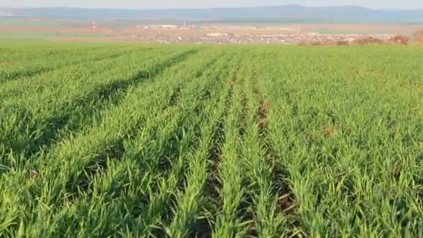 Landschaft der grünen Wiese — Stockvideo