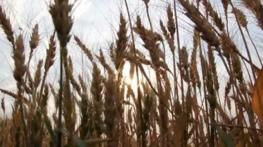 gün batımında buğday