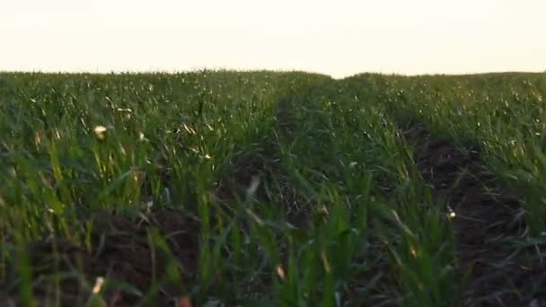 Green field landscape — Stock Video