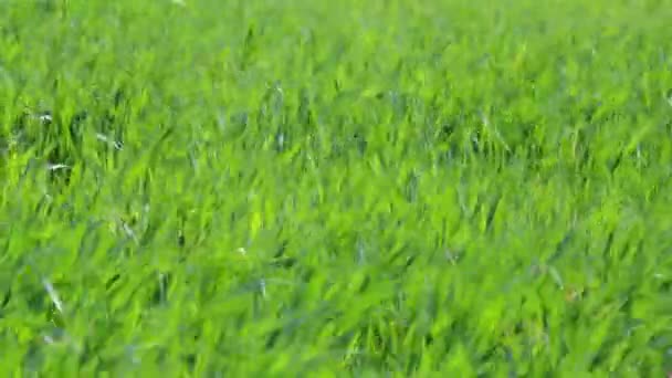 Green field landscape — Stock Video