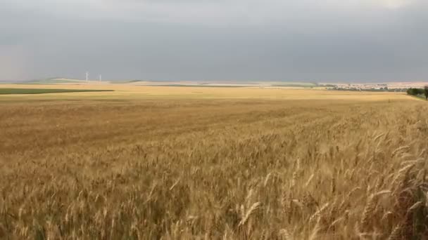 Campo de trigo — Vídeos de Stock