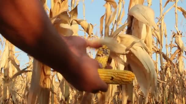 Кукурудзяне поле, уражене посухою — стокове відео