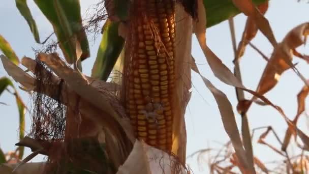Campo de maíz afectado por la sequía — Vídeo de stock