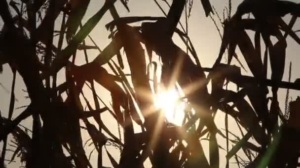 Siluetas de campo de maíz — Vídeos de Stock