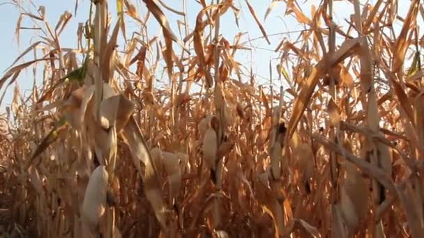 Corn Field — Stock Video