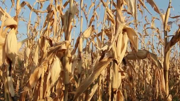 Campo de maíz — Vídeo de stock