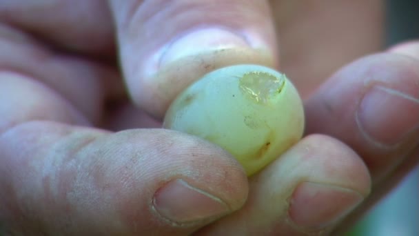 Agricultor exprimiendo una uva madura — Vídeos de Stock