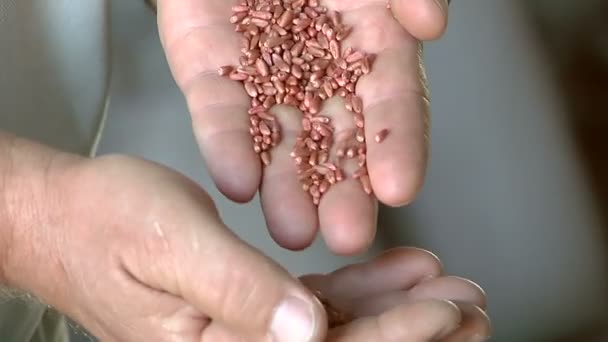 Wheat in farmer's hand — Stock Video