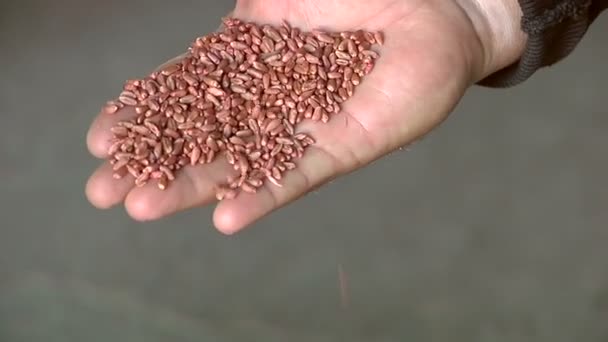 Пшениця в руці фермера — стокове відео