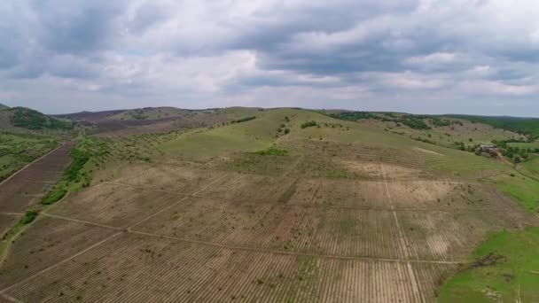 Beautiful vineyard landscape with dramatic sky, aerial view — Stock Video