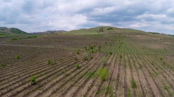 Mooie wijngaard landschap met dramatische hemel, luchtfoto — Stockvideo