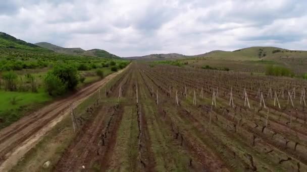 Bellissimo paesaggio viticolo con cielo drammatico, vista aerea — Video Stock