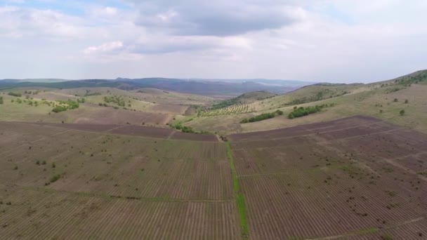 Hermoso paisaje de viñedo con cielo dramático, vista aérea — Vídeos de Stock