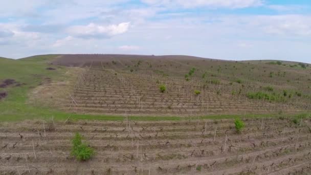 Krásné vinice krajina s dramatickou oblohu, letecký pohled — Stock video