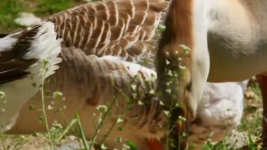 Kümes hayvanları çiftliği