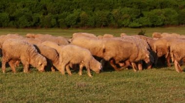 Koyun otlatma ile dağ otlak