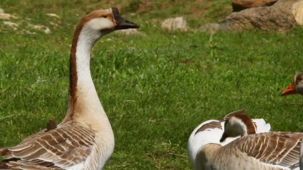 Aves de capoeira Farm — Vídeo de Stock