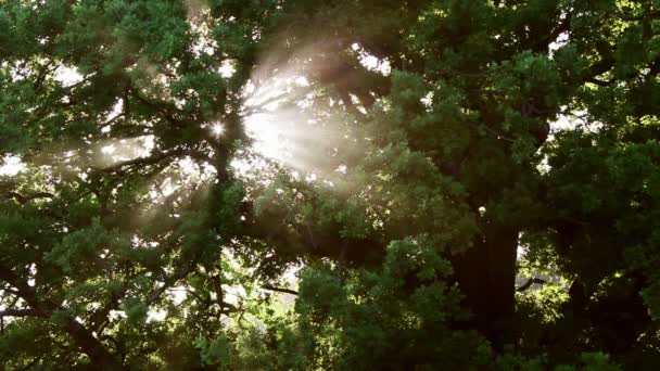 Sun's rays streaming through oak tree at sunset — Stock Video