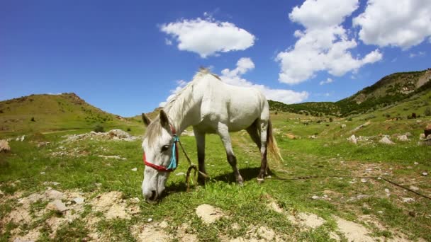 Pâturage de chevaux blancs dans la vallée de la montagne — Video