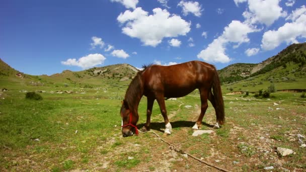 Cavalo castanho pastando no vale da montanha — Vídeo de Stock