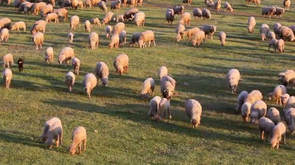 Prados montanhosos com ovelhas pastando — Vídeo de Stock