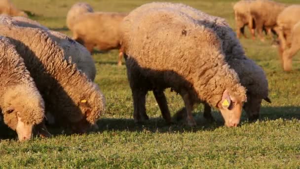 Prados montanhosos com ovelhas pastando — Vídeo de Stock