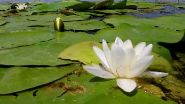 Tuna Deltası Beyaz Zambak