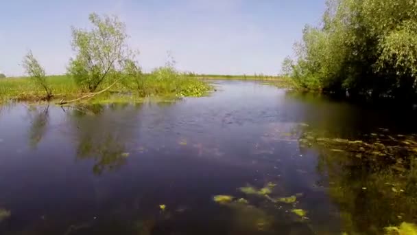 Un lac plein de nénuphars blancs en mouvement 