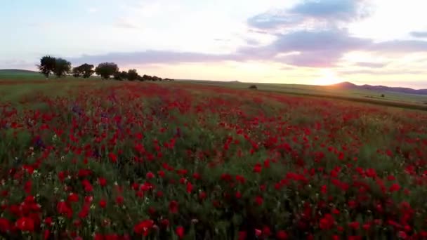 Field of red poppy flowers in motion — Stock Video