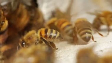 Arı kovanı girişinde makro çekim