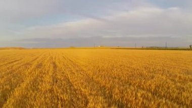 Günbatımı hava sahasında buğday