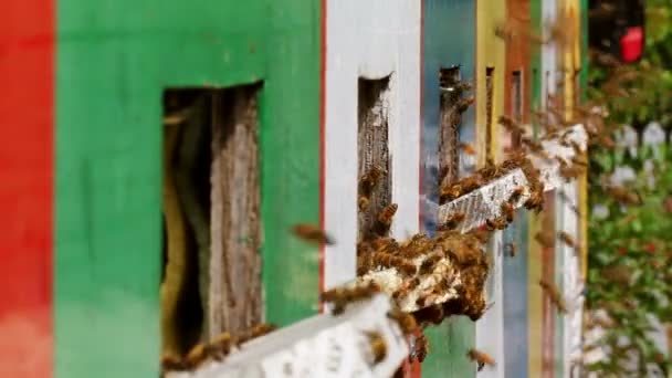 Пчелы у входа в улей — стоковое видео