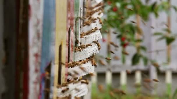 Abejas en la entrada de la colmena — Vídeo de stock