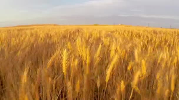 Wheat field at sunset aerial — Stock Video