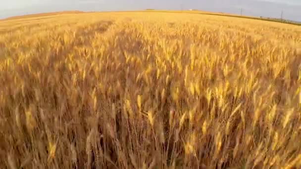 Wheat field at sunset aerial — Stock Video