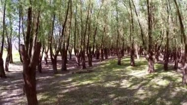 Hareket halindeki eski söğüt ormanı