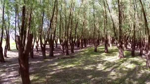 Antiguo bosque de sauce en movimiento — Vídeo de stock