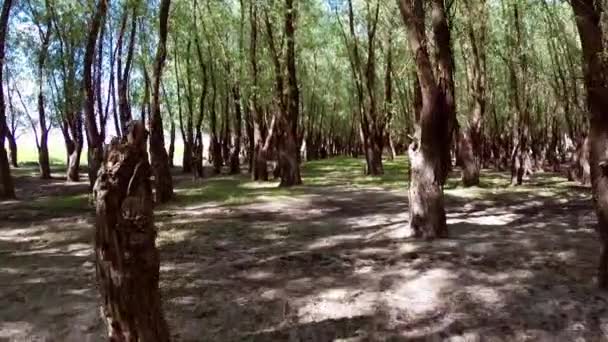 Old willow forest in motion — Stock Video