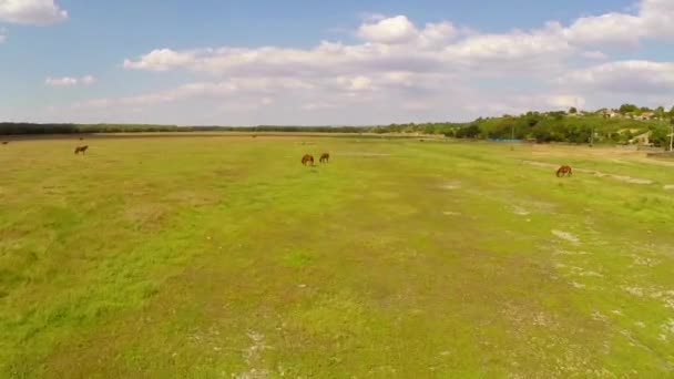 Animais de fazenda pastando em exuberante verde pasto aéreo — Vídeo de Stock