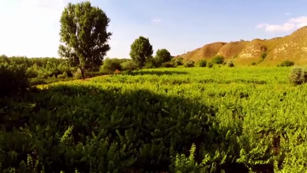 Belle antenne de vigne sauvage — Video