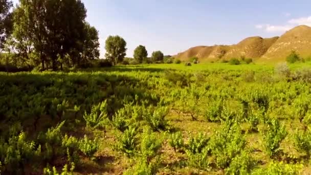 Hermosa vid silvestre aérea — Vídeo de stock