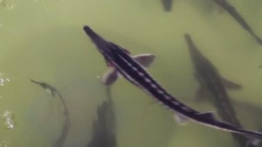 Mersin balık çiftliği havuzunda bir mikroçip ile implante olması hazır gruplandırılmış sürüsü