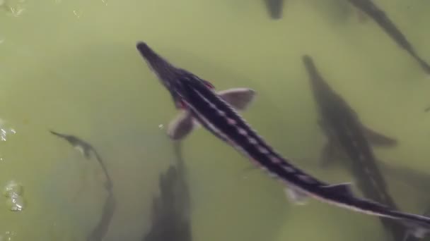 Sturgeons 마이크로 칩 이식 준비가 물고기 농장 수영장에서의 그룹화 된 무리 — 비디오
